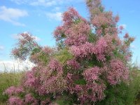 TAMERICI COMUNE - TAMARIX GALLICA 1