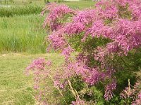 TAMERICI COMUNE - TAMARIX GALLICA 2