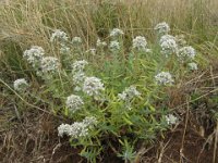 TEUCRIUM POLIUM