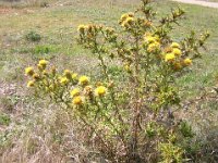 ZAFFERONE SELVATICO - CARTHAMUS LANATUS