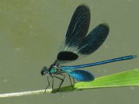 nn  LIBELLULA  piccola - Con ali chiuse a riposo.