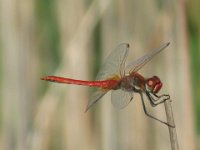 nn LIBELLULA GRANDE - SIMPETRO SANGUINEO .