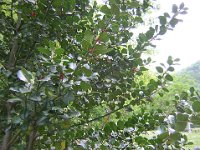 AGRIFOGLIO - ILEX AQUIFOLIM