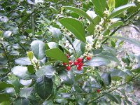 AGRIFOGLIO - ILEX AQUIFOLIUM con fiori femminili