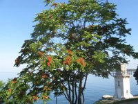 AILANTO - AILANTHUS 1