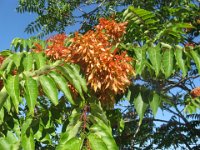 AILANTO - AILANTHUS 2