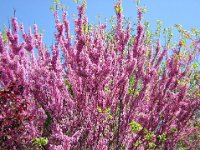 ALBERO DI GIUDA - CERCIS SILIQUASTRUM 1