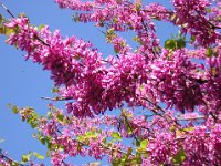 ALBERO DI GIUDA - CERCIS SILIQUASTRUM 2