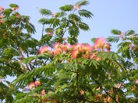 ALBIZZIA - GAGGIA - ALBIZIA JULIBRISSIN - .ACACIA DI  PERSIA
