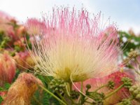 ALBIZZIA - GAGGIA - ALBIZIA JULIBRISSIN 2