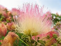 ALBIZZIA .