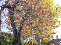 CACO - DIOSPYROS KAKI