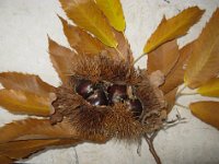 CASTAGNE
