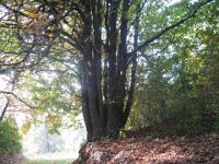CASTAGNO - CASTANEA