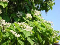 CATALPA BIGNONIOIDES 1