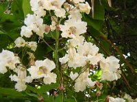 CATALPA BIGNONIOIDES 2