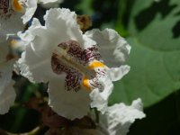 CATALPA BIGNONIOIDES 4