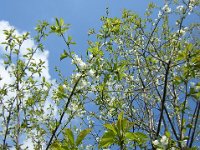 CILIEGIO - PRUNUS AVIUM 1