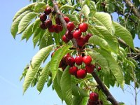 CILIEGIO - PRUNUS AVIUM 2