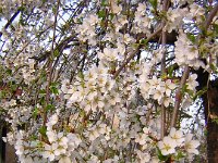 CILIEGIO ORNAMENTALE - PRUNUS YEDOENSIS