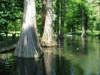 CIPRESSO CALVO DELLE PALUDI -TAXODIUM DISTICHUM 1