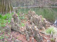 CIPRESSO CALVO DELLE PALUDI -TAXODIUM DISTICHUM 2 PNEUMOTOFORI
