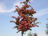 CRATAEGUS LEVIGATA , SCARLET 1