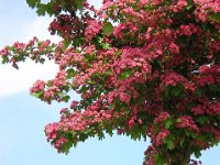 CRATAEGUS LEVIGATA , SCARLET 2