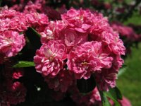CRATAEGUS LEVIGATA, SCARLET 3