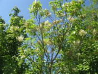 FRASSINO ORNIELLO - FRAXINUS ORNUS 1