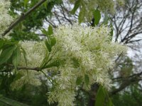 FRASSINO ORNIELLO - FRAXINUS ORNUS 2