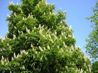 IPPOCASTANO COMUNE - AESCULUS HIPPOCASTANUM 1