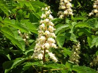 IPPOCASTANO COMUNE - AESCULUS HIPPOCASTANUM 2