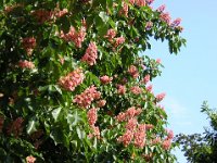 IPPOCASTANO ROSA - AESCULUS CARNEA 1