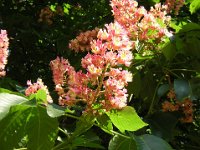 IPPOCASTANO ROSA - AESCULUS CARNEA 2
