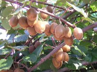 KIWI - ACTINIDIA SINENSIS