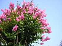 LAGERSTROEMIA INDICA 1