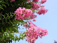 LAGERSTROEMIA INDICA 2