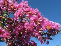 LAGESTROEMIA