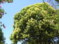 LIGUSTRO - LIGUSTRUM LUCIDUM 1