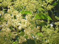 LIGUSTRO - LIGUSTRUM LUCIDUM 2