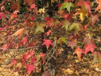 LIQUIDAMBAR