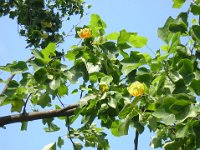 LIRIODENDRON TULIPIFERA 1