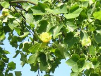 LIRIODENDRON TULIPIFERA 2