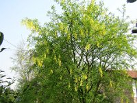 MAGGIOCIONDOLO - LABURNUM ANAGYROIDES 1
