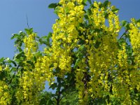 MAGGIOCIONDOLO - LABURNUM ANAGYROIDES 2 VELENOSO