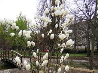 MAGNOLIA DENUDATA 1
