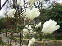 MAGNOLIA DENUDATA 2