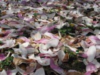 MAGNOLIA DENUDATA 3