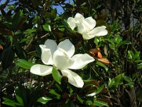 MAGNOLIA GRANDIFLORA 1